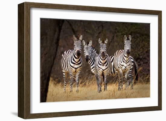 Zebras Looking-Howard Ruby-Framed Photographic Print