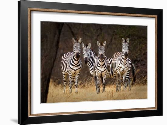 Zebras Looking-Howard Ruby-Framed Photographic Print
