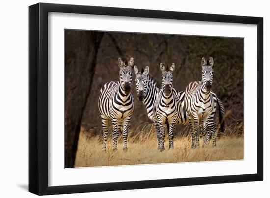 Zebras Looking-Howard Ruby-Framed Photographic Print