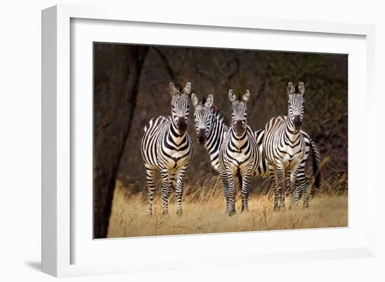 Zebras Looking-Howard Ruby-Framed Photographic Print