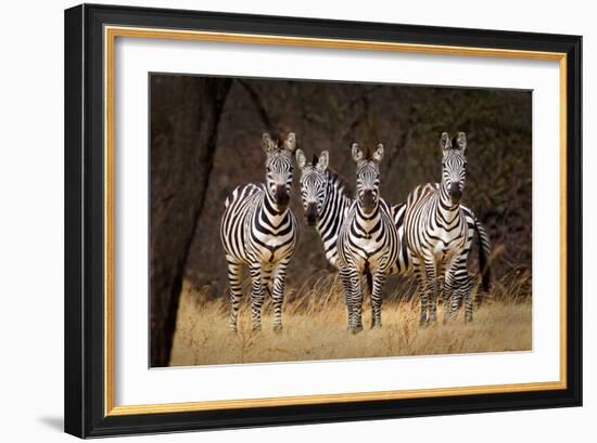 Zebras Looking-Howard Ruby-Framed Photographic Print