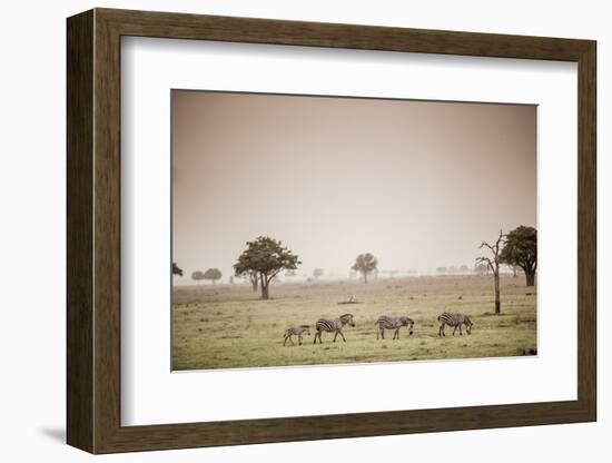 Zebras on Safari, Mizumi Safari Park, Tanzania, East Africa, Africa-Laura Grier-Framed Photographic Print