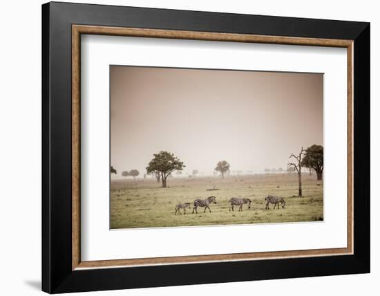 Zebras on Safari, Mizumi Safari Park, Tanzania, East Africa, Africa-Laura Grier-Framed Photographic Print