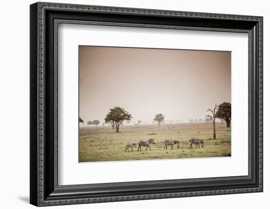 Zebras on Safari, Mizumi Safari Park, Tanzania, East Africa, Africa-Laura Grier-Framed Photographic Print