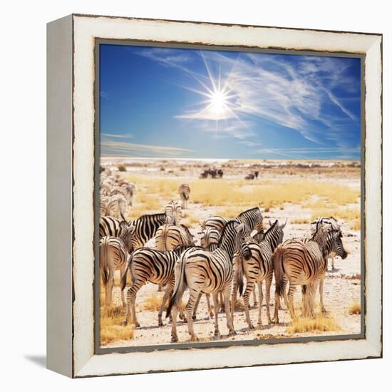 Zebras on Waterhole-Andrushko Galyna-Framed Premier Image Canvas