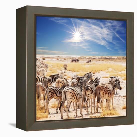 Zebras on Waterhole-Andrushko Galyna-Framed Premier Image Canvas