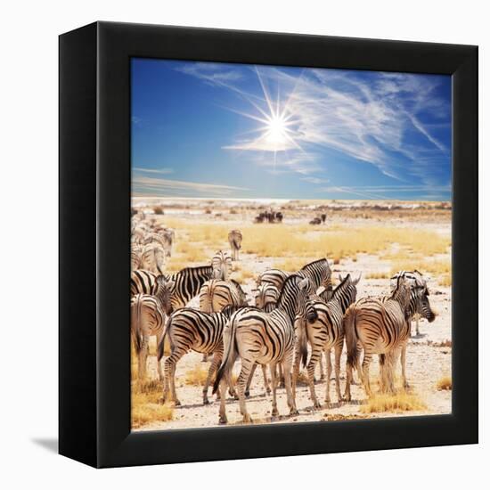 Zebras on Waterhole-Andrushko Galyna-Framed Premier Image Canvas