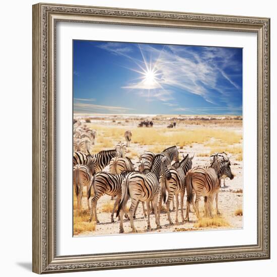 Zebras on Waterhole-Andrushko Galyna-Framed Photographic Print