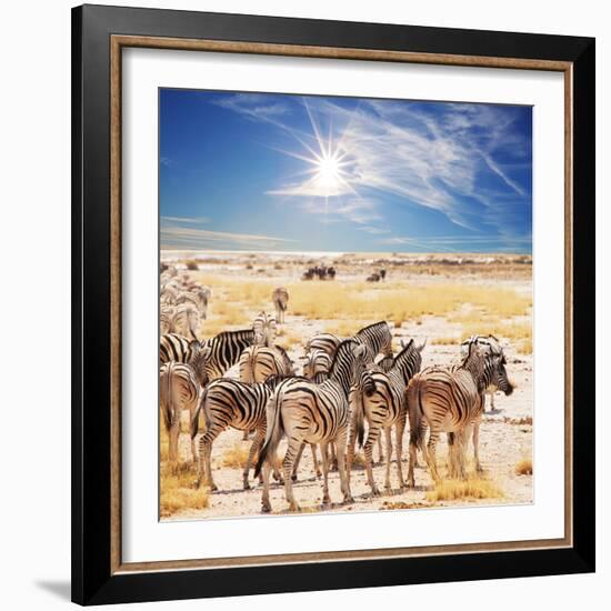 Zebras on Waterhole-Andrushko Galyna-Framed Photographic Print