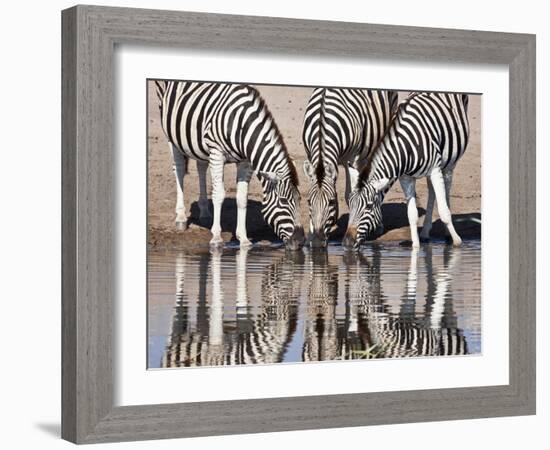 Zebras Reflected in a Water Hole, Etosha National Park, Namibia, Africa-Wendy Kaveney-Framed Photographic Print