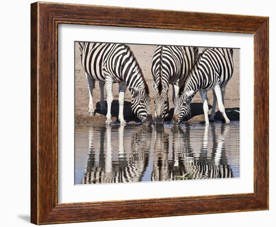 Zebras Reflected in a Water Hole, Etosha National Park, Namibia, Africa-Wendy Kaveney-Framed Photographic Print