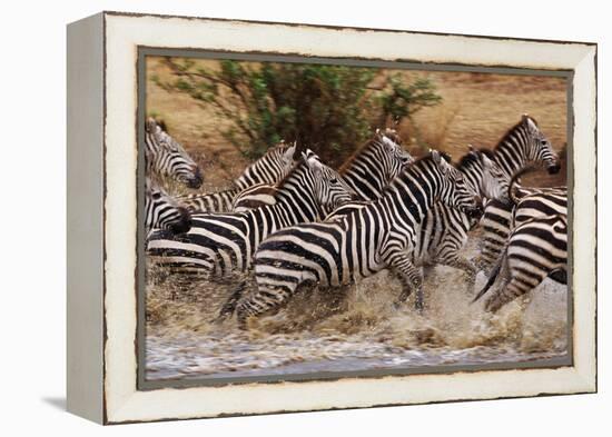 Zebras Running-John Conrad-Framed Premier Image Canvas