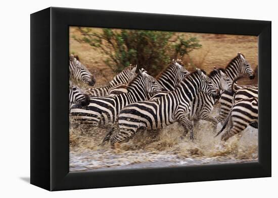 Zebras Running-John Conrad-Framed Premier Image Canvas