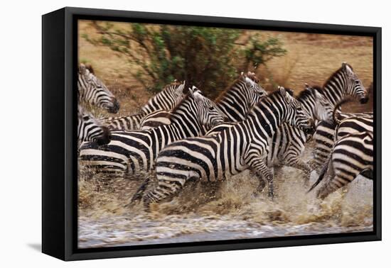 Zebras Running-John Conrad-Framed Premier Image Canvas