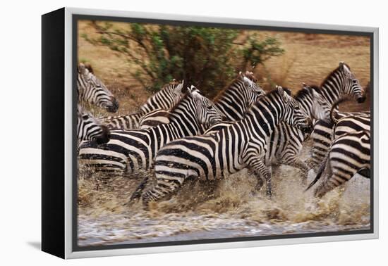 Zebras Running-John Conrad-Framed Premier Image Canvas