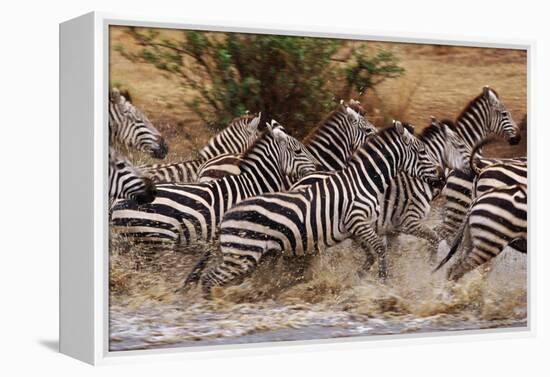 Zebras Running-John Conrad-Framed Premier Image Canvas