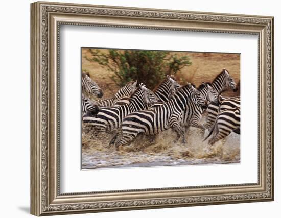 Zebras Running-John Conrad-Framed Photographic Print