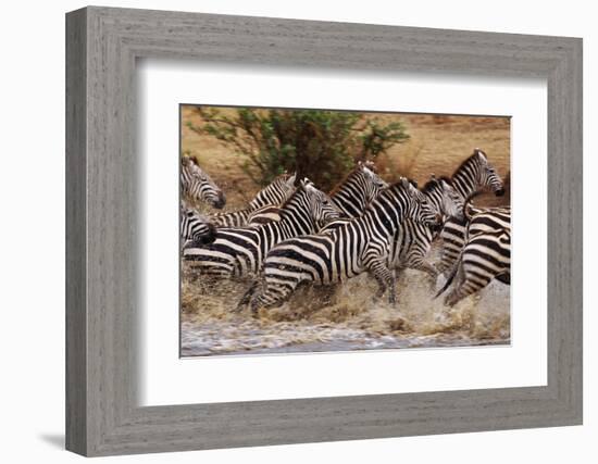 Zebras Running-John Conrad-Framed Photographic Print