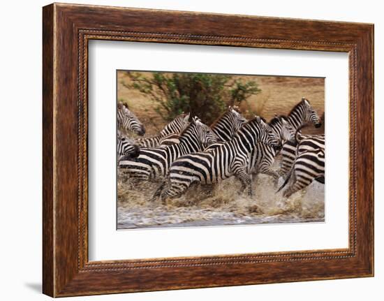 Zebras Running-John Conrad-Framed Photographic Print