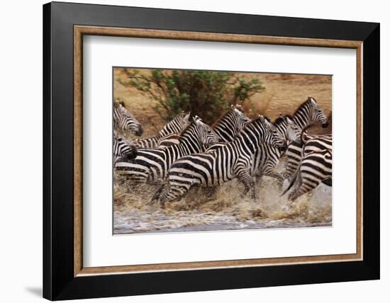 Zebras Running-John Conrad-Framed Photographic Print