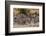 Zebras Running-John Conrad-Framed Photographic Print