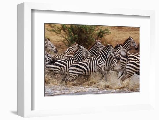 Zebras Running-John Conrad-Framed Photographic Print