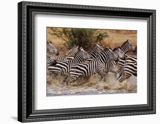 Zebras Running-John Conrad-Framed Photographic Print