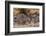 Zebras Running-John Conrad-Framed Photographic Print