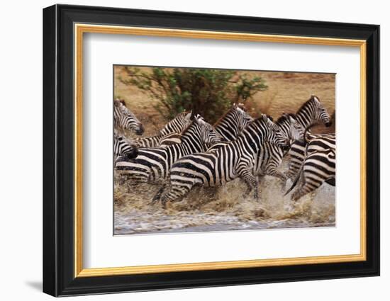 Zebras Running-John Conrad-Framed Photographic Print