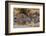 Zebras Running-John Conrad-Framed Photographic Print