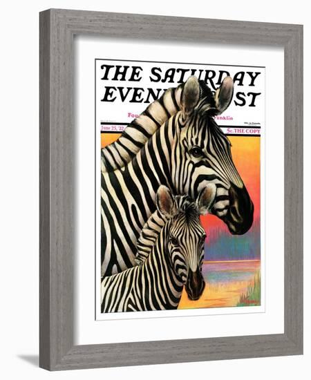 "Zebras," Saturday Evening Post Cover, June 25, 1932-Jack Murray-Framed Giclee Print