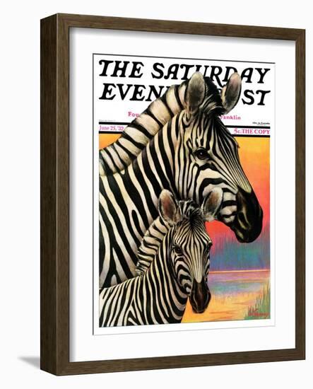 "Zebras," Saturday Evening Post Cover, June 25, 1932-Jack Murray-Framed Giclee Print