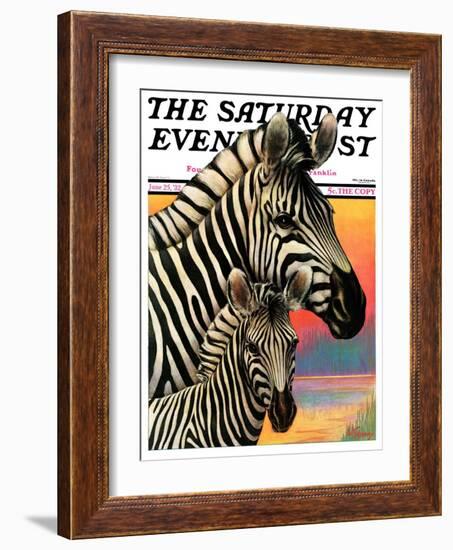 "Zebras," Saturday Evening Post Cover, June 25, 1932-Jack Murray-Framed Giclee Print