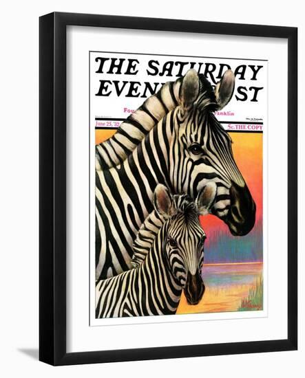 "Zebras," Saturday Evening Post Cover, June 25, 1932-Jack Murray-Framed Giclee Print