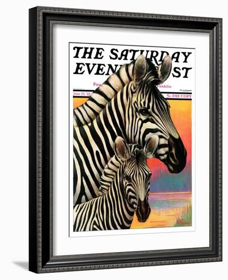 "Zebras," Saturday Evening Post Cover, June 25, 1932-Jack Murray-Framed Giclee Print