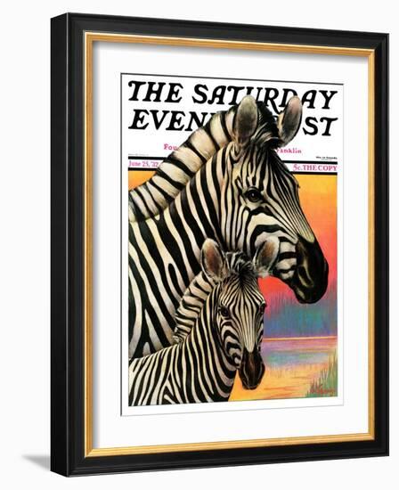 "Zebras," Saturday Evening Post Cover, June 25, 1932-Jack Murray-Framed Giclee Print