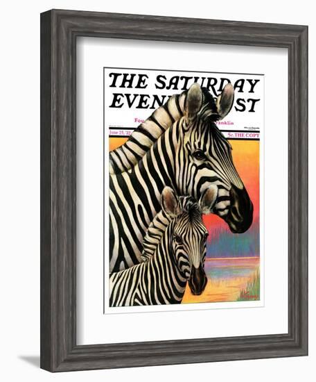 "Zebras," Saturday Evening Post Cover, June 25, 1932-Jack Murray-Framed Giclee Print