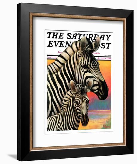 "Zebras," Saturday Evening Post Cover, June 25, 1932-Jack Murray-Framed Giclee Print