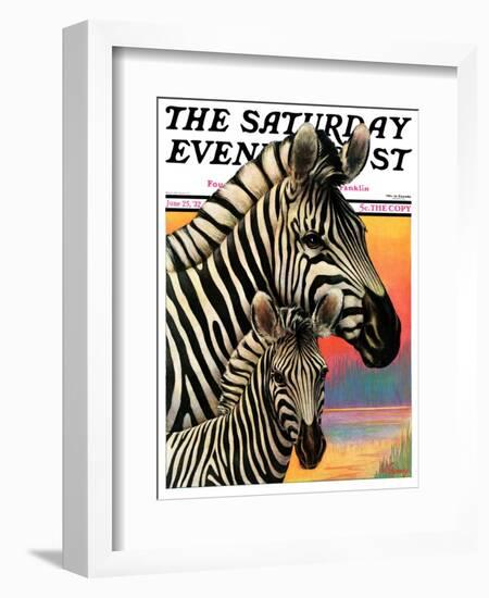 "Zebras," Saturday Evening Post Cover, June 25, 1932-Jack Murray-Framed Giclee Print