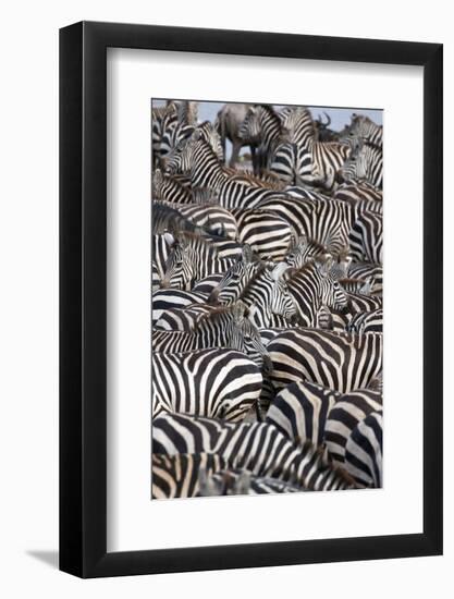 Zebras, Serengeti National Park, Tanzania, East Africa, Africa-null-Framed Photographic Print