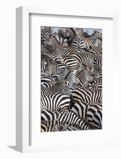 Zebras, Serengeti National Park, Tanzania, East Africa, Africa-null-Framed Photographic Print