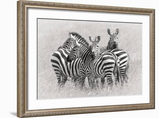 Zebras-Kirill Trubitsyn-Framed Giclee Print