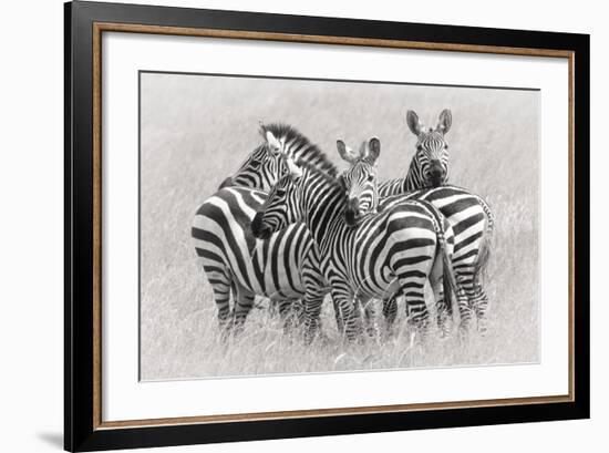 Zebras-Kirill Trubitsyn-Framed Giclee Print