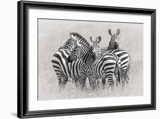 Zebras-Kirill Trubitsyn-Framed Giclee Print