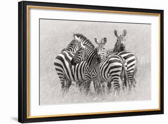 Zebras-Kirill Trubitsyn-Framed Giclee Print
