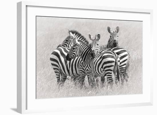 Zebras-Kirill Trubitsyn-Framed Giclee Print