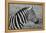 Zebras-meunierd-Framed Premier Image Canvas