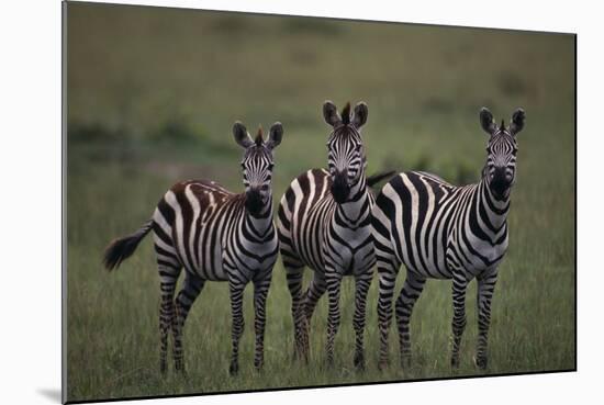 Zebras-DLILLC-Mounted Photographic Print