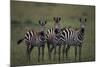 Zebras-DLILLC-Mounted Photographic Print