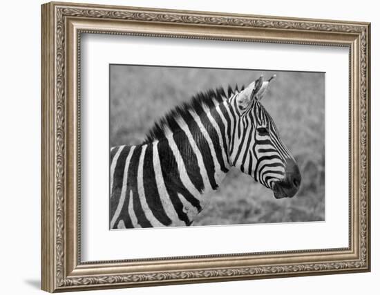 Zebras-meunierd-Framed Photographic Print